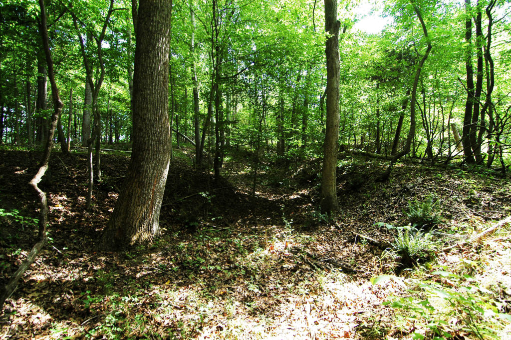 Private Rural Homesite For Sale Rockingham County, NC Your Place to